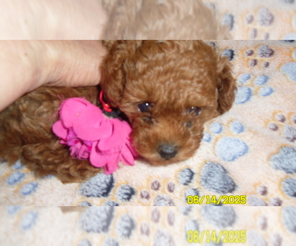 Medium Photo #1 Poodle (Toy) Puppy For Sale in DULUTH, GA, USA