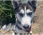 Small #1 Siberian Husky