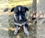 Small Photo #1 German Shepherd Dog-Siberian Husky Mix Puppy For Sale in DOVER, PA, USA