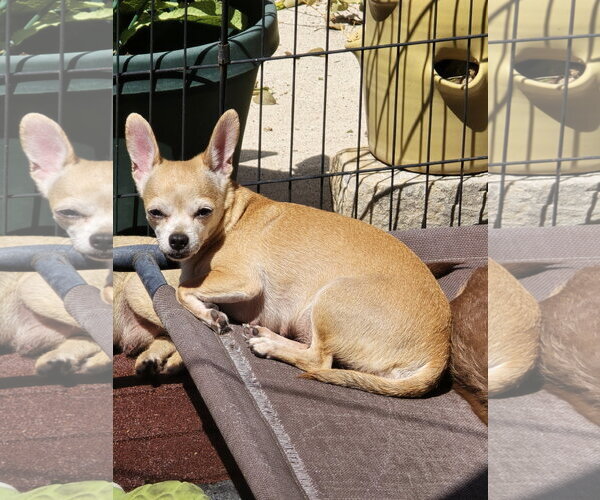 Medium Photo #9 Chihuahua Puppy For Sale in Sandy, UT, USA