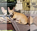Small #8 Chihuahua