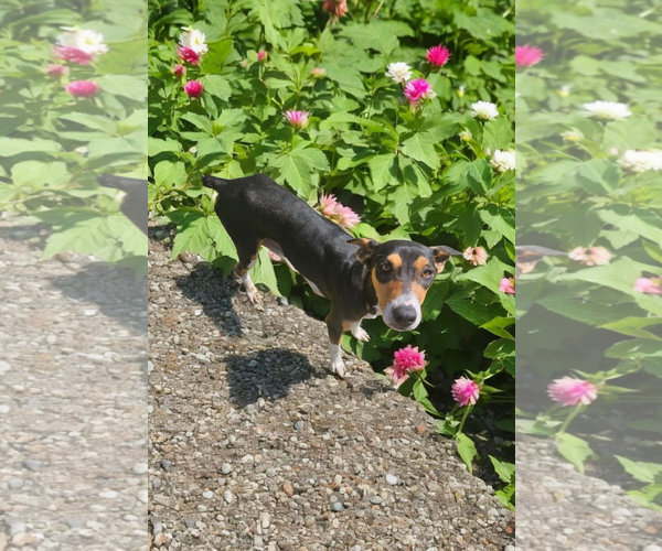 Medium Photo #11 Basenji-Rat Terrier Mix Puppy For Sale in McKinney, TX, USA