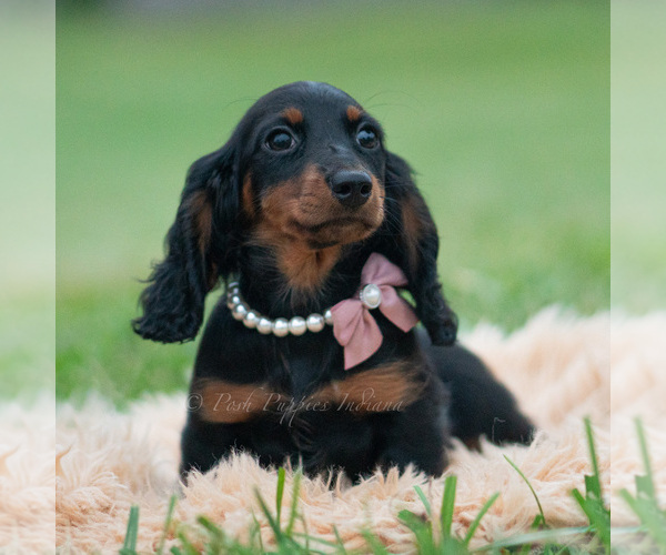 Medium Photo #43 Dachshund Puppy For Sale in WARSAW, IN, USA