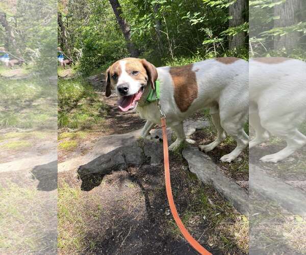 Medium Photo #3 Mutt Puppy For Sale in Hinton, WV, USA