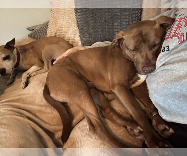 Medium Photo #7 Labrador Retriever-Unknown Mix Puppy For Sale in Doylestown, PA, USA