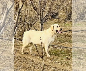 Mother of the Labrador Retriever puppies born on 03/30/2025