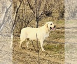 Small Photo #1 Labrador Retriever Puppy For Sale in TEHACHAPI, CA, USA