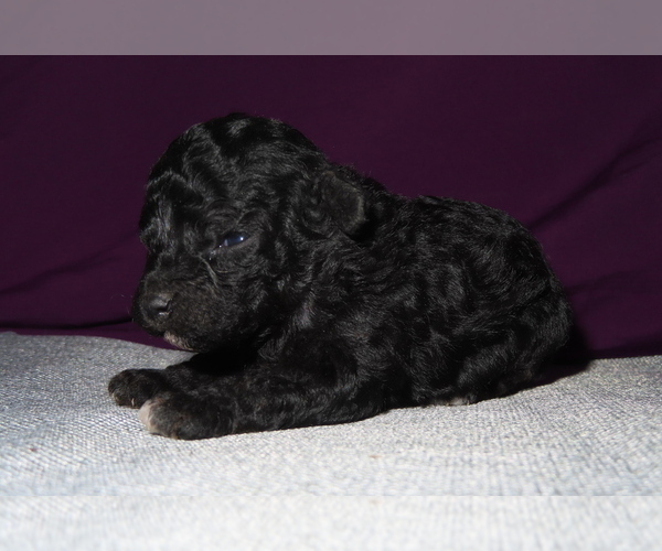 Medium Photo #12 Poodle (Miniature) Puppy For Sale in MEMPHIS, MO, USA