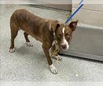 Small American Pit Bull Terrier Mix