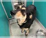 Small German Shepherd Dog Mix