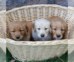 Small Photo #3 Golden Retriever Puppy For Sale in EAST EARL, PA, USA