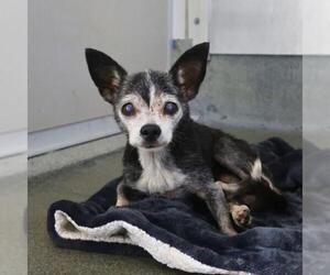 Chihuahua Dogs for adoption in San Antonio, TX, USA