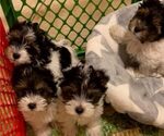 Small Photo #3 Biewer Terrier Puppy For Sale in SAN DIEGO, CA, USA