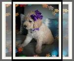 Small Photo #3 Sheepadoodle Puppy For Sale in RIALTO, CA, USA