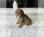 Small Photo #4 Poovanese Puppy For Sale in GREENFIELD, IN, USA