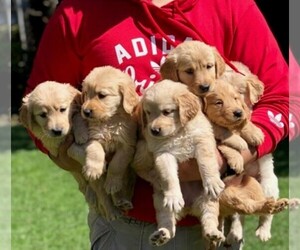 Golden Retriever Puppy for sale in ANAHEIM, CA, USA