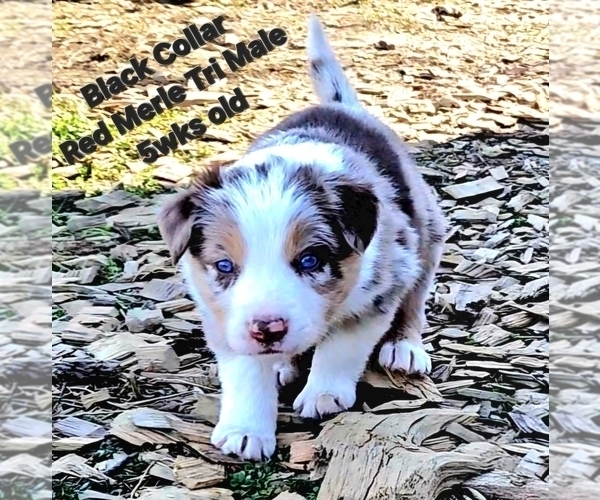 Medium Photo #14 Border Collie Puppy For Sale in BYBEE, TN, USA