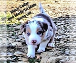 Small Photo #14 Border Collie Puppy For Sale in BYBEE, TN, USA
