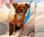 Small #3 Chihuahua Mix