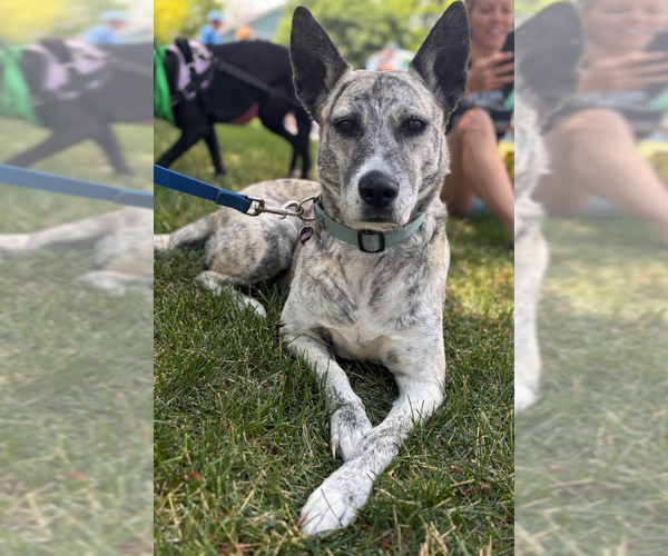 Medium Photo #3 Dutch Shepherd -Unknown Mix Puppy For Sale in Aurora, CO, USA