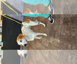 Small #2 Mutt