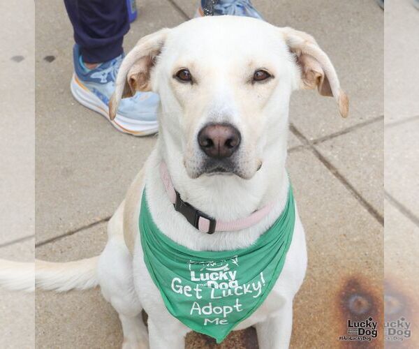 Medium Photo #6 Labrador Retriever-Unknown Mix Puppy For Sale in Washington, DC, USA