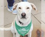 Small #5 Labrador Retriever Mix
