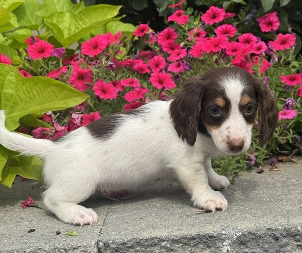 Medium Photo #2 Dachshund Puppy For Sale in CANOGA, NY, USA