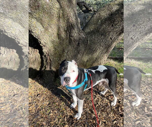 Medium Photo #3 American Pit Bull Terrier Puppy For Sale in Berkeley, CA, USA