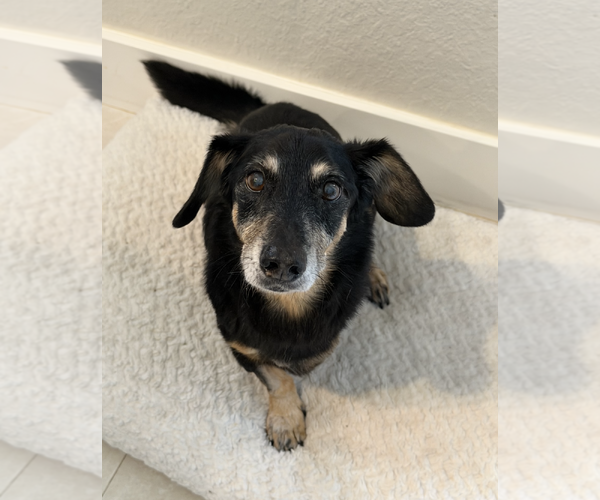 Medium Photo #4 Dachshund-Unknown Mix Puppy For Sale in Weston, FL, USA