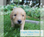 Puppy Light Blue Golden Retriever