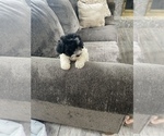 Small Photo #3 Poodle (Toy) Puppy For Sale in PLANO, TX, USA