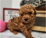 Small #7 Poodle (Toy)