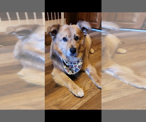 Medium Photo #3 Golden Retriever-Unknown Mix Puppy For Sale in Boston, MA, USA
