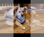 Small #2 Golden Retriever Mix