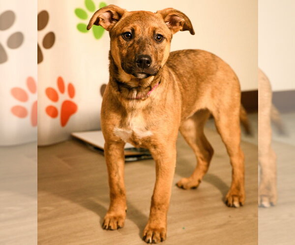 Medium Photo #3 Mutt Puppy For Sale in Brooklyn Center, MN, USA