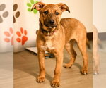 Small #2 Mutt