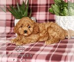 Small #4 Cavapoo