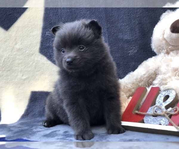 Medium Photo #5 Pomeranian Puppy For Sale in CLAY, PA, USA