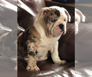 Olde English Bulldogge Puppy for sale in ONEIDA, IL, USA