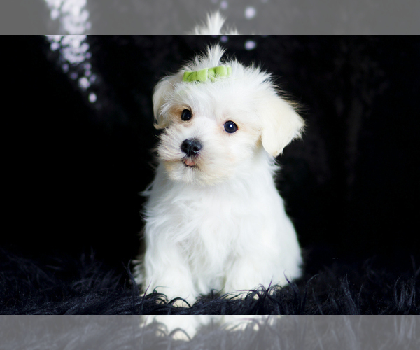 Medium Photo #89 Morkie Puppy For Sale in WARSAW, IN, USA