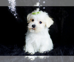 Small Photo #89 Morkie Puppy For Sale in WARSAW, IN, USA