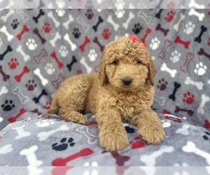 Goldendoodle Puppy for sale in LAKELAND, FL, USA