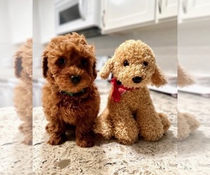 Poodle (Miniature) Puppy for sale in SALEM, OR, USA