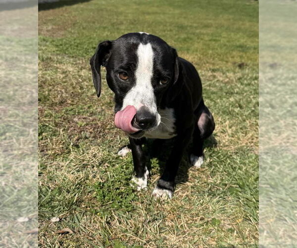 Medium Photo #1 Beagle-Unknown Mix Puppy For Sale in Mobile, AL, USA