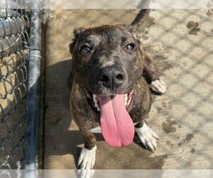 American Pit Bull Terrier-Unknown Mix Dogs for adoption in Tulsa, OK, USA