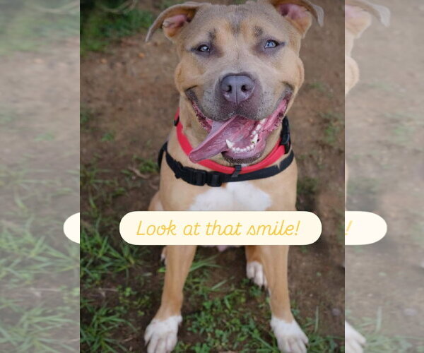 Medium Photo #2 Mutt Puppy For Sale in Rockaway, NJ, USA
