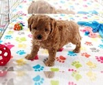 Small #3 Cavapoo mix (+ Poodle Miniature)