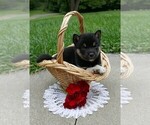 Small Photo #5 Shiba Inu Puppy For Sale in THREE RIVERS, MI, USA