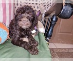 Small Photo #55 Australian Labradoodle Puppy For Sale in W FIELD, NC, USA